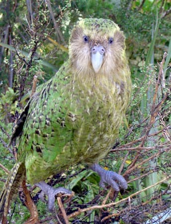 Két év után újra felbukkant a kakapó