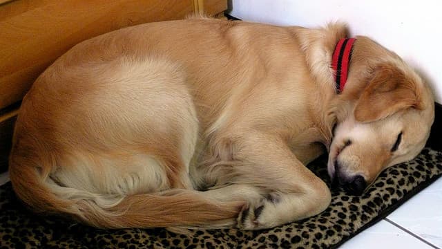 A kutyák alvás alatti agytevékenységét vizsgálták kutatók