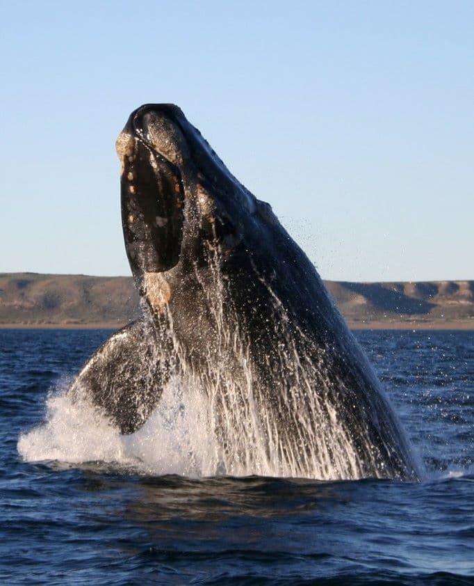 Négyméteres bálnát szabadítottak ki a Temzéből (VIDEÓ)