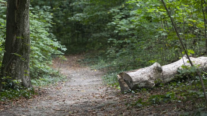 Lezuhanó faág ölt meg egy munkást az erdőben