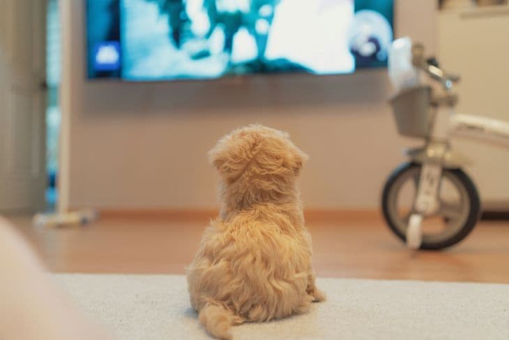 A kutyák 80 százaléka néz tévét, és kiderült az is, hogy melyik a kedvenc sorozatuk