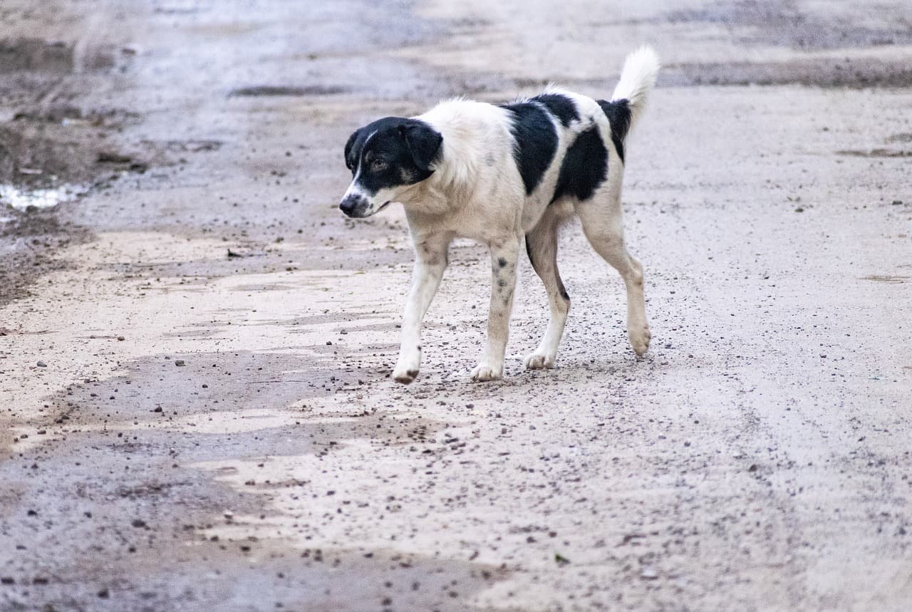 Kóbor kutyák martak halálra Bukarestben egy tó partján futó nőt