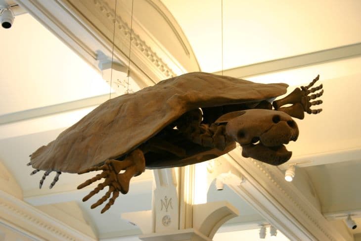 A világ legnagyobb ismert teknősének különleges fosszíliáját fedezték fel Dél-Amerikában
