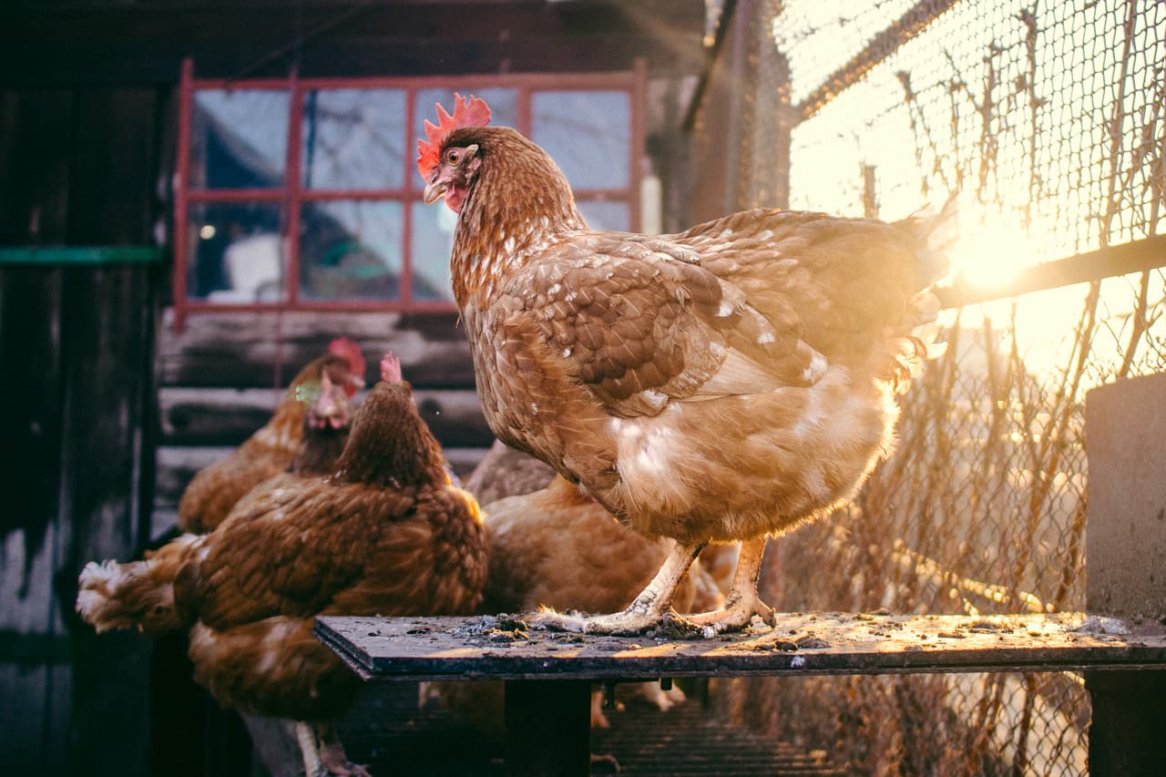 Lehet, hogy nem engedheti majd meg mindenki magának a tojást és a csirkehúst – lehetséges árakkal sokkoltak a baromfitenyésztők