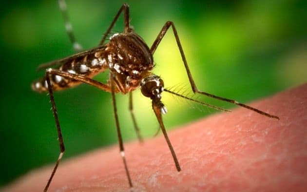 Emberre is veszélyes nyugat-nílusi láz vírusával fertőzött szúnyogok jelentek meg Csehországban
