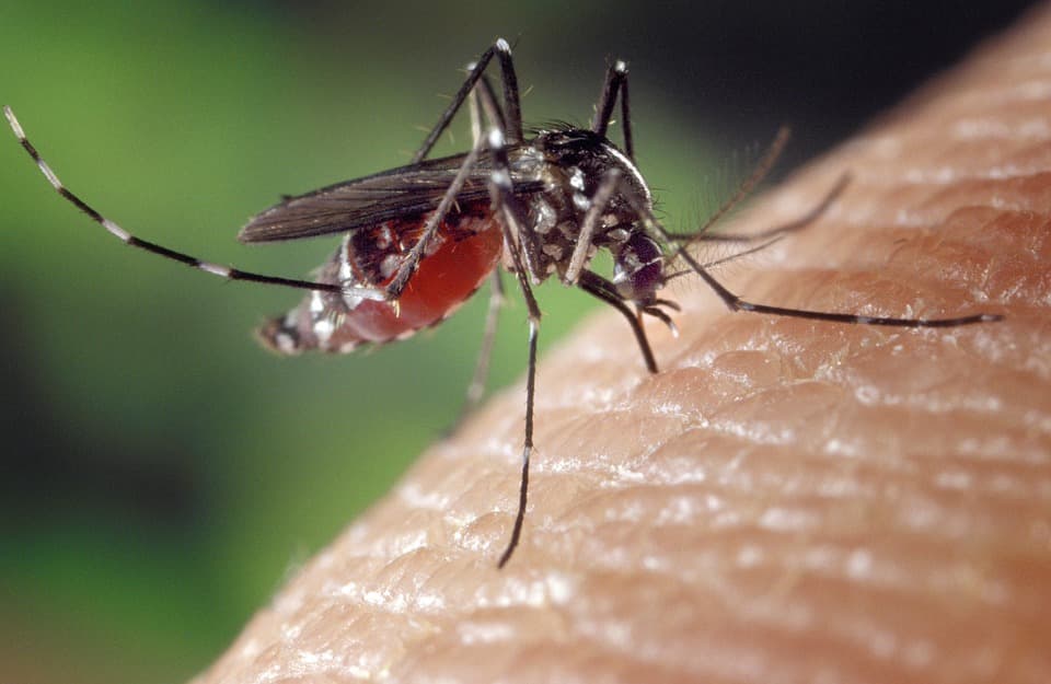 Míg máshol megkeserítik az emberek életét a szúnyogok, Pozsonyban drónokat is bevethetnek ellenük