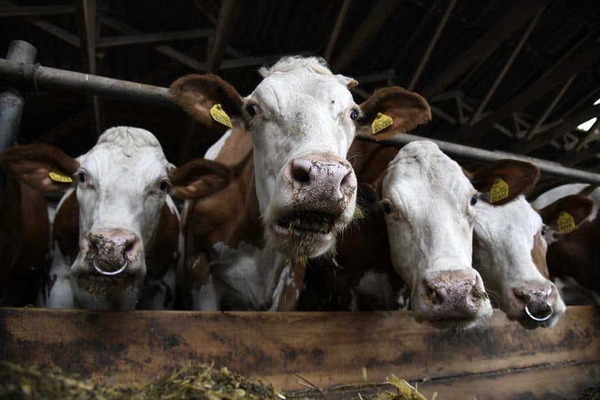 Megcsonkított szarvasmarhákat találtak Texasban