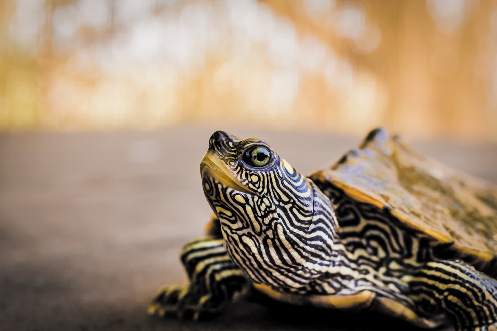 Csaknem kétszáz teknőst találtak egy bőröndben egy Galápagos-szigeteki repülőtéren
