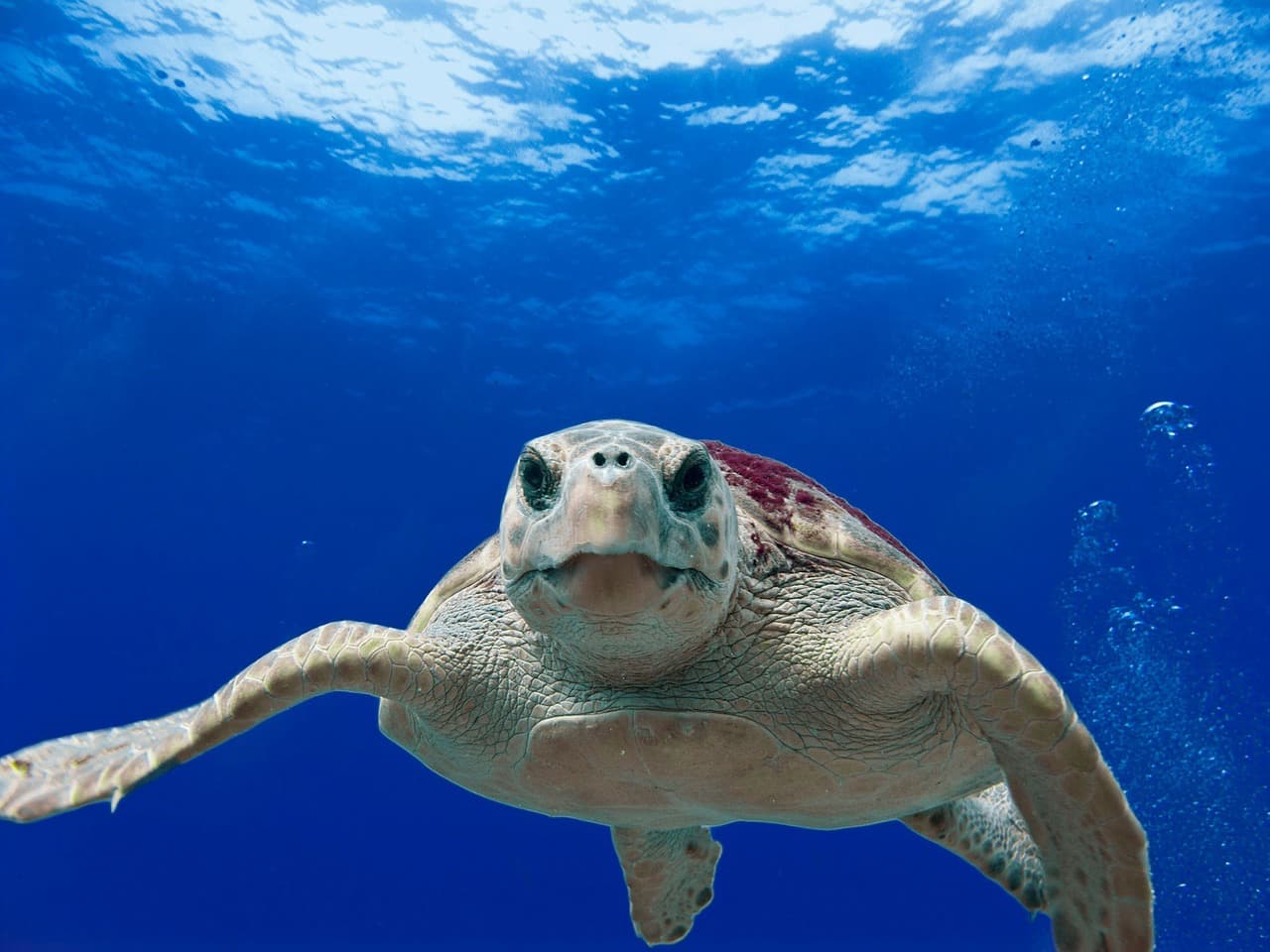 Több tonna teknőshúst találtak egy hajón Malajzia partjainál