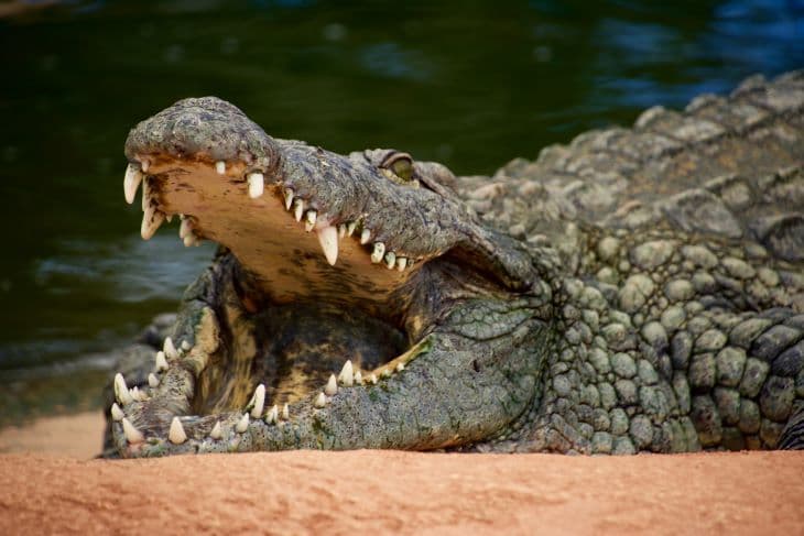 Krokodilárveréseket rendeznek a túlnépesedett vadon élő állomány gyérítésére