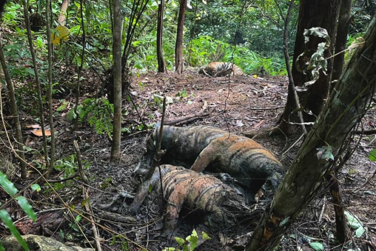 Drótcsapda miatt pusztult el egy szumátriai tigris és két kölyke Indonéziában