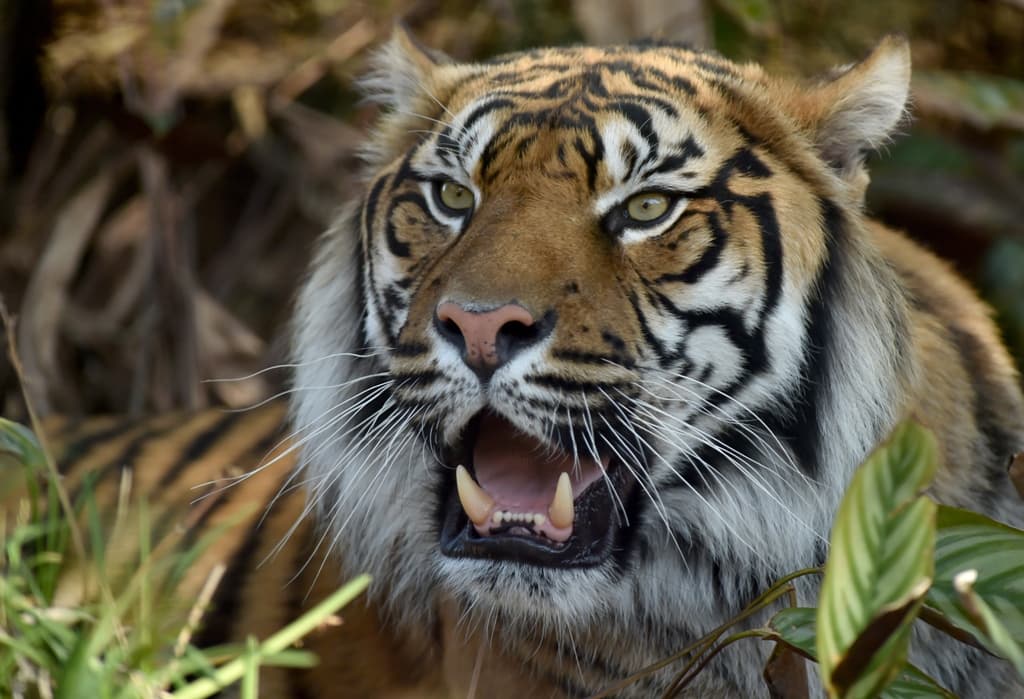 Szumátrai tigris ölt meg egy földművest és sebesített meg egy turistát