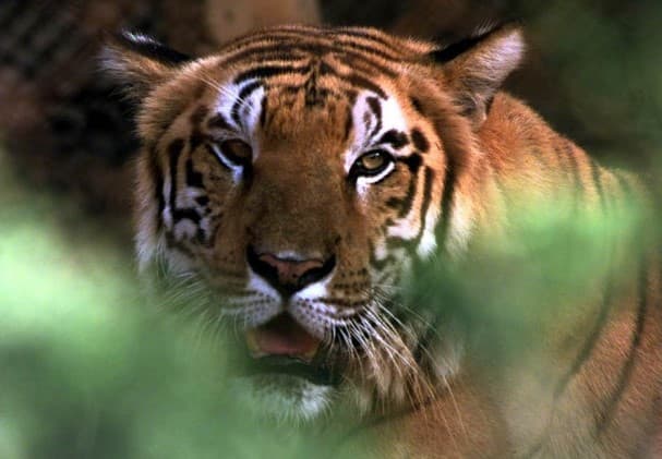 Figyelem! Megszökött egy tigris egy állatkertből, szlovákiai községek környékén kóborol