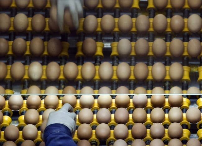 Szennyezett holland tojásból 10,7 millió került Németországba