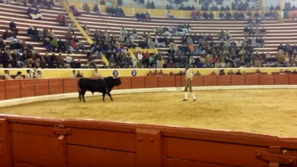 Videón, ahogy a bika végzett a 26 éves torreádorral