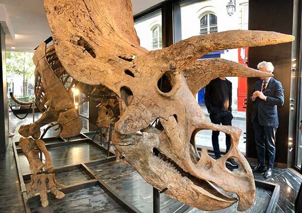 Minden eladó! Több mint 6,5 millió euróért kelt el a legnagyobb ismert triceratopszcsontváz Párizsban