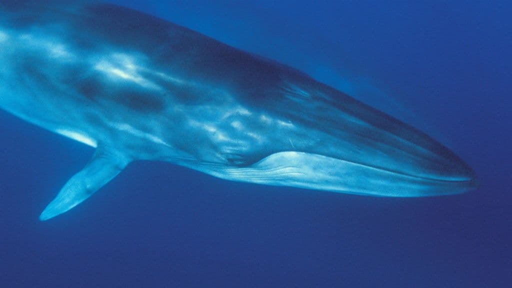 Videón, ahogy a bálna bekapja a búvárt