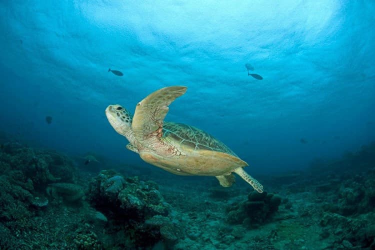 A kihalás szélére sodródtak a tengeri teknősök a Greenpeace szerint