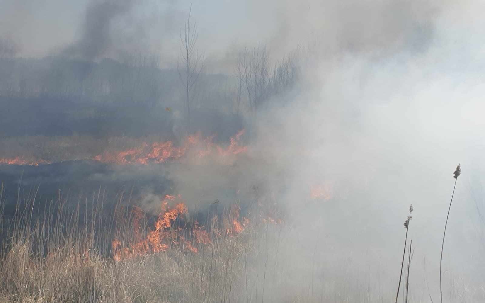 Több hektáron égett az avar Baka és Nyékvárkony között