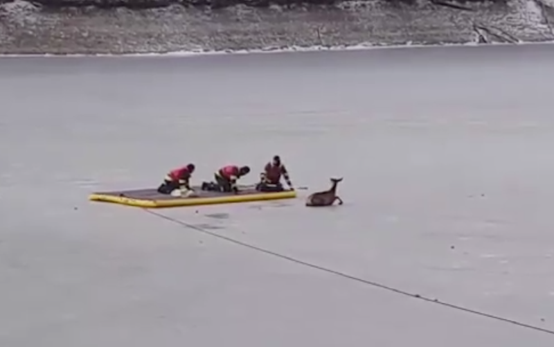 Kutyák kergették a tó jegére, tűzoltók mentették ki a szarvasborjút