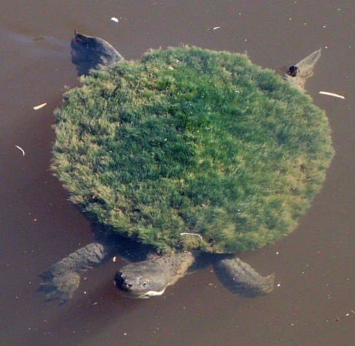 Kihalás szélén az egyik legősibb teknősfaj