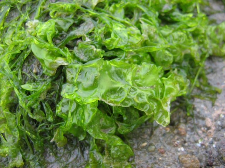 Bioműanyagok nyersanyagává bonthatók az algák
