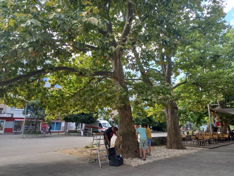 Megvizsgáltatják a vágsellyei városközpontban lévő fák egészségi állapotát