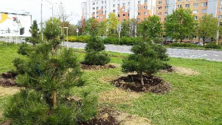 Vágsellye városa 20 fát ültet ki a Föld napja alkalmából