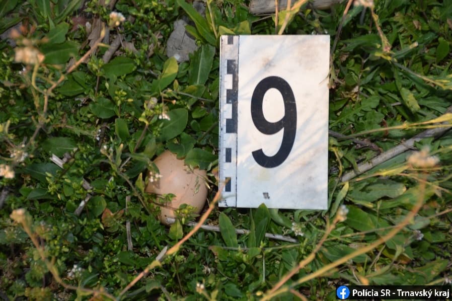 Több tucat mérgezett tojásra bukkantak Nyárasdnál