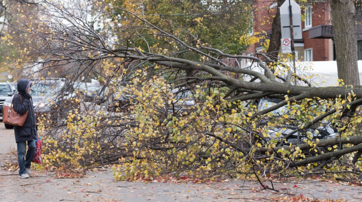 Vihar miatt százezrek maradtak áram nélkül Québec tartományban
