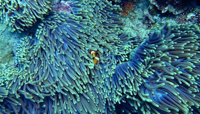 Bizonyos korallszigetek ellenállóak a klímaváltozással szemben