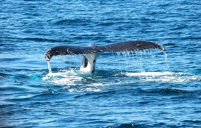 Több mint 30 delfin és két bálna tetemét találták Toszkána vizeiben idén
