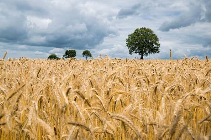 Megszületett a megállapodás az ukrán gabonaexport felújításáról
