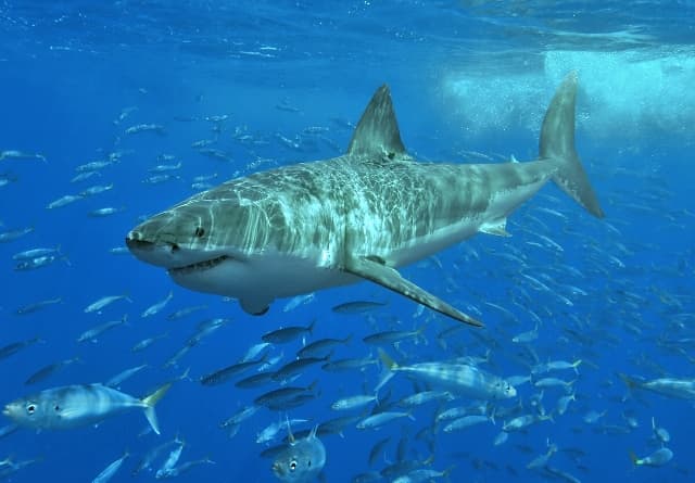 Elhunyt Erich Ritter világhírű cápakutató