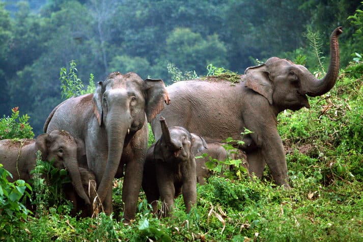 Vad ázsiai elefántok végeztek két emberrel