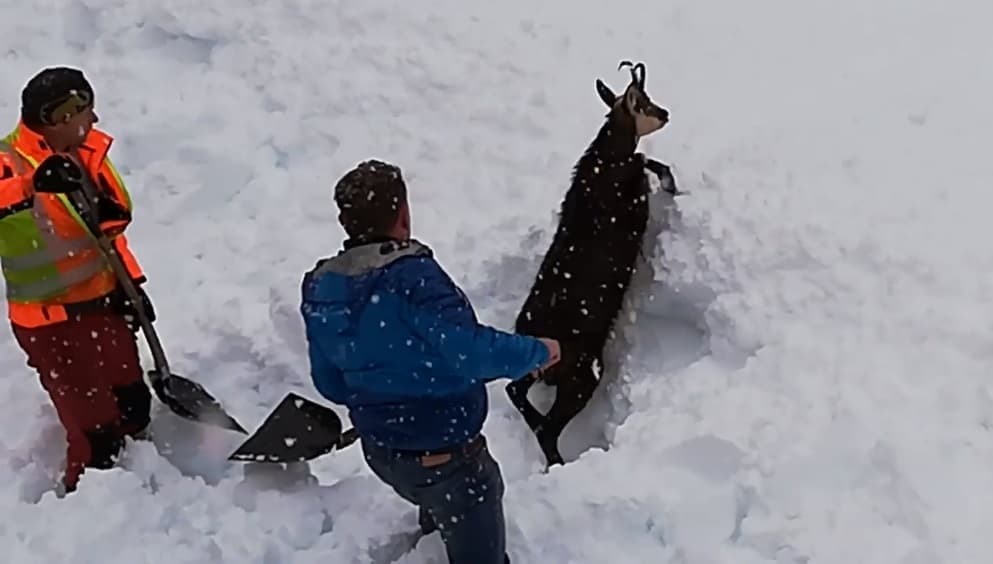 Vasutasok ásták ki a szarva hegyéig hóval betemetett zergét! (Videó)