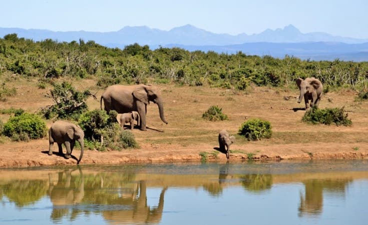 Antraxszal mérgezhettek meg majdnem egy tucat elefántot Zimbabwéban