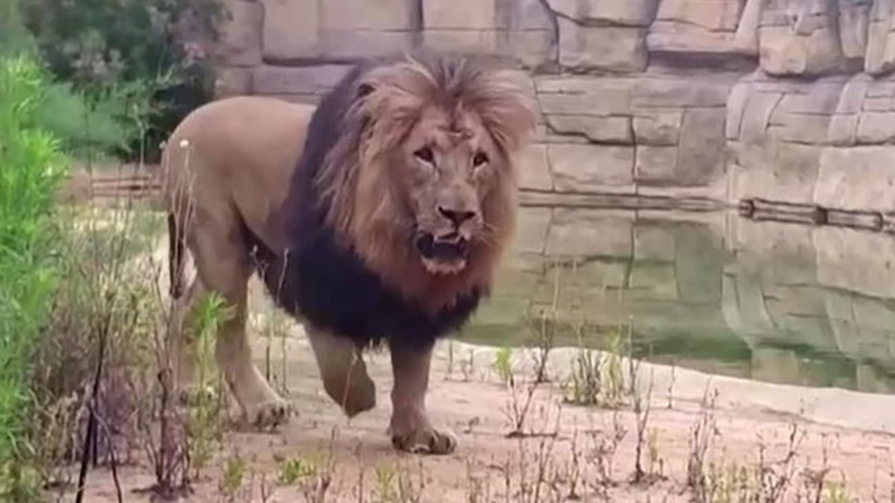 Koronavírusos lett négy oroszlán a barcelonai állatkertben